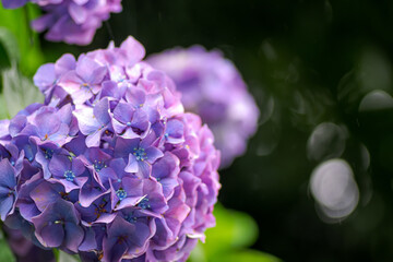 【東京 王子】飛鳥山公園 あじさい小径(こみち)