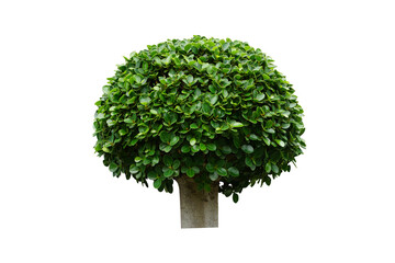 bush or shrub isolated on a white background for Garden decoration concept. Korean ficus or Ficus annulata