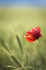 red poppy in a field