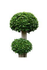 bush or shrub isolated on a white background for Garden decoration concept. Korean ficus or Ficus annulata