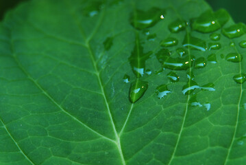 Droplets on a leaf after the rain