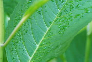 Droplets on a leaf after the rain