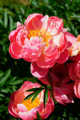 Coral  orange pink peony flower in bloom © eqroy