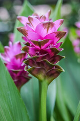Close up of a curcuma flower - ( Curcuma alismatifolia ) also known as Siam tulip or summer tulip.