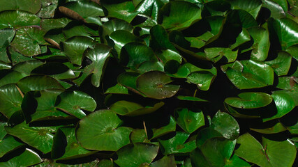 Aerial view of pond with yellow waterlily flowers, green leaf, duckweed in a summer day. Photo from the drone.