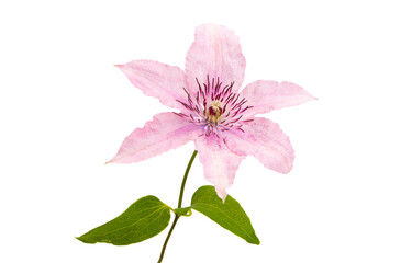 Obraz premium clematis flower isolated