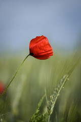 poppy in the field