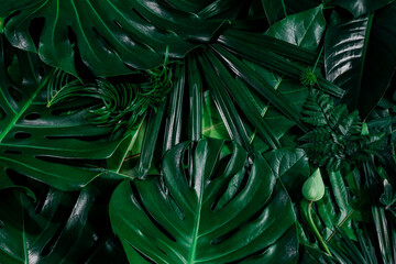 Obraz na płótnie Canvas Creative tropical green leaves plam monstera and fean layout. Nature spring concept. Flat lay.