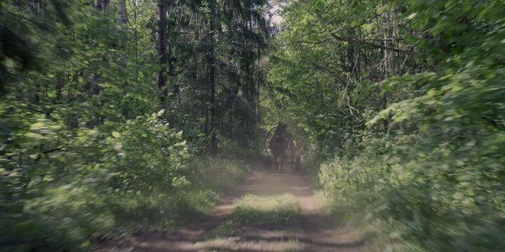 A horse with a horse-drawn cart quickly rides in the forest.