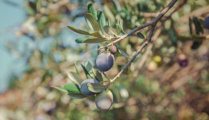 Olives on a tree in the olive garden