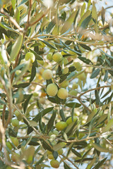 Olives on a tree in the olive garden