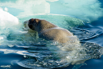 Walrus swims in the water in Arctic