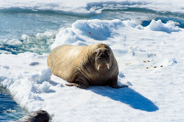 Walrus in Arctic