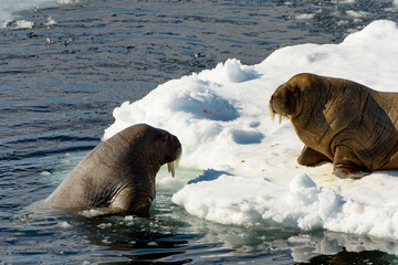 Beautiful strong Walrus in Arctic