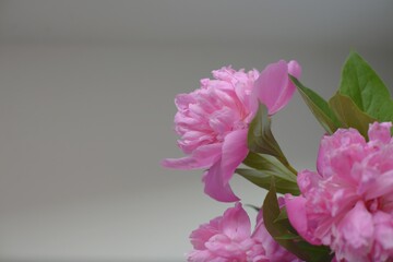 pink hydrangea flower