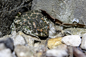 spotted toad sitting on the rocks next to the garden house
