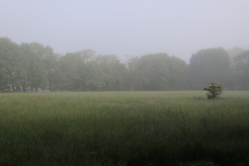 Meadow surrounded by trees and covered in soft fog