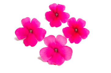 pink verbena flower isolated