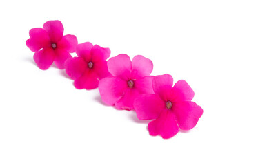 pink verbena flower isolated