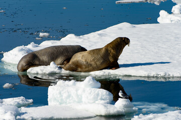 Naklejka premium Beautiful strong Walrus in Arctic