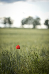 red poppy in the field