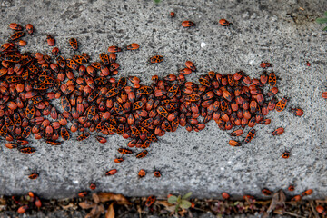 a large concentration of red bugs. The view from the top