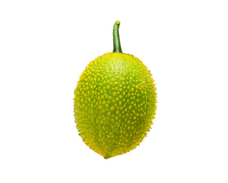 Baby Jackfruit Spiny Bitter Gourd, Sweet Gourd, Cochinchin Gourd, Gac fruit on white background