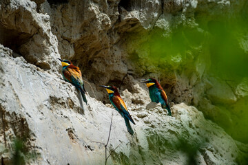 Obraz premium bee eater