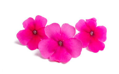 Fototapeta na wymiar pink verbena flower isolated