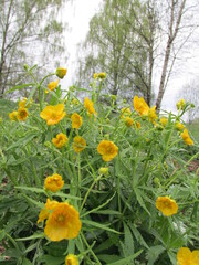 field of yellow flowers