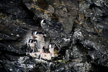 Arctic birds on the rock