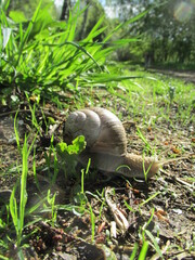 snail on the grass