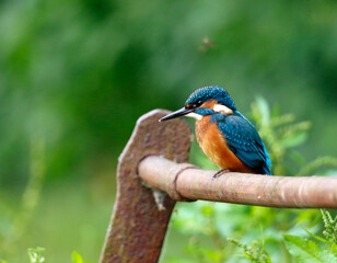 Juvenile male kingfisher fishing from rusty railings