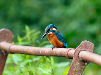Juvenile male kingfisher fishing from rusty railings