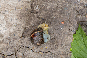 little grape snail crawling on the concrete surface