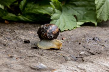 little grape snail crawling on the concrete surface