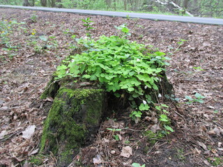 green moss on a tree