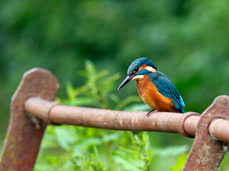Juvenile male kingfisher fishing from rusty railings