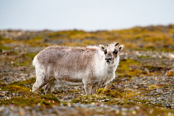 Svalbard reindeer in Spitzbergen