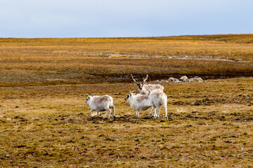 Svalbard reindeer in Spitzbergen