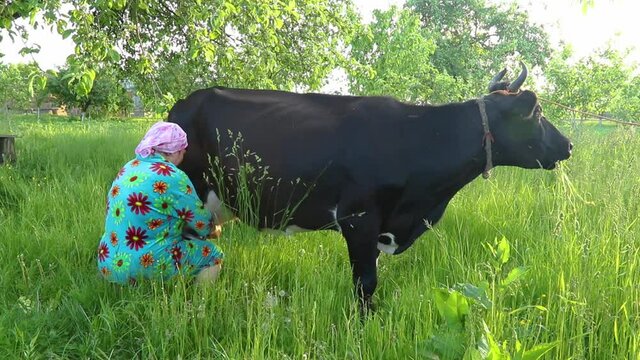 milker farmer woman with headscarf milking milk from cow