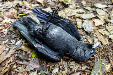 Dead Blackbird Bird Lying on the Ground in Nature