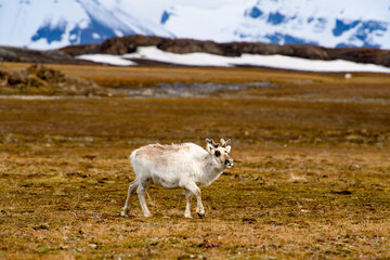 Obraz premium Reindeer in Spitzbergen