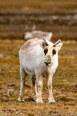 Reindeer in Spitzbergen