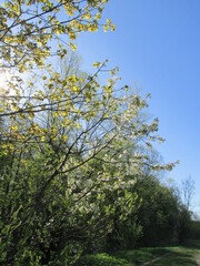 trees in the forest