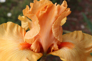 Closeup of bright orange bearded iris flower showing ruffled upright petals, patterned lower...