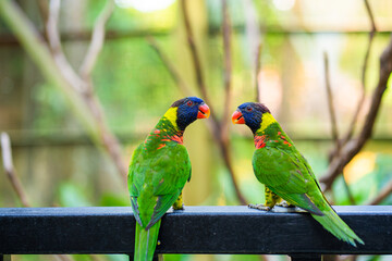Rainbow Lorikeet parrots in a green park. Bird park, wildlife