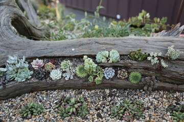 Terrarium of succulent plants on sandy soil