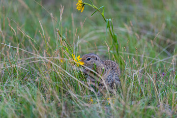 Grund squirrel