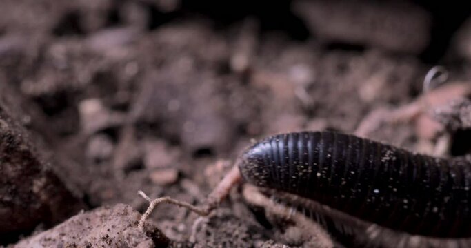 centipede walks on a wooden log